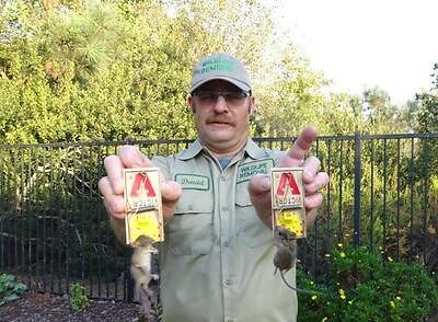 Winston Salem pest control
